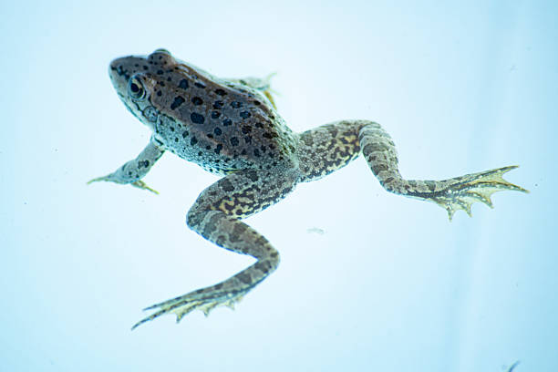 istock A frog trapped in the pool 2241209670