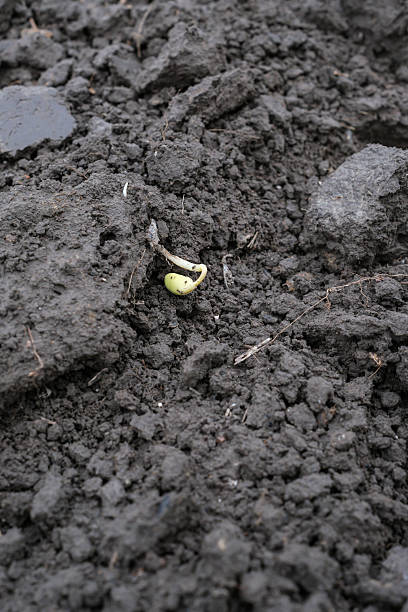 istock Soybean Germination in the Agricultural Field. 2241210882