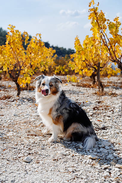 istock Smiling Australian Shepherd sitting among golden autumn grapevines and looking at camera 2241211391