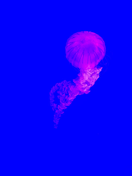 istock Pink jellyfish glowing in deep blue aquarium water 2241212082