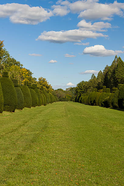 istock Topiary shaped boxwood trees lining the lawn of a public park. 2241212832