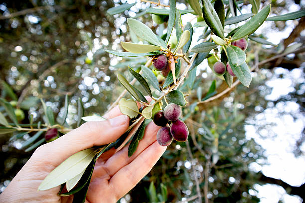 Olive harvesting in Abruzzo, an italian region famous for it's excellent olive oil. Olives handpicked directly from the tree.