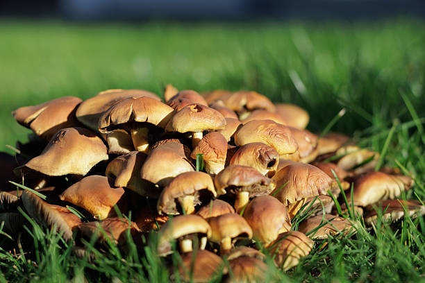 close-up of mushrooms growing on the lawn