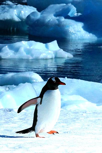 istock Gentoo penguin on Antarctic ice. 2241217256