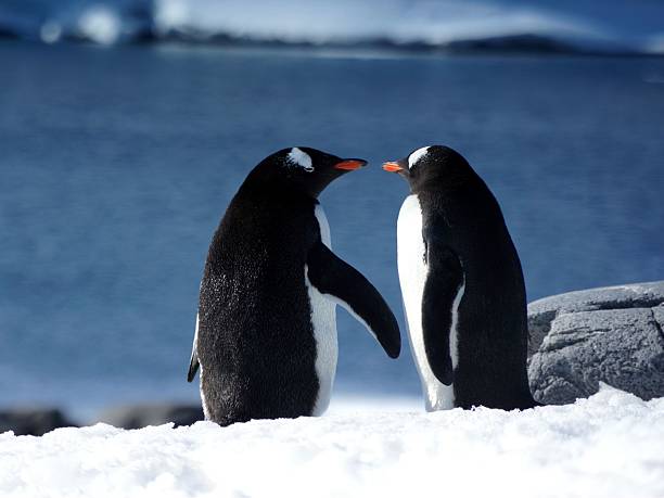 istock Gentoo penguins by the Antarctic ocean. 2241217513