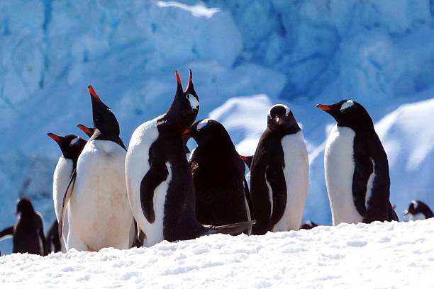 istock Gentoo penguins on Antarctic snow with icy backdrop. 2241217515
