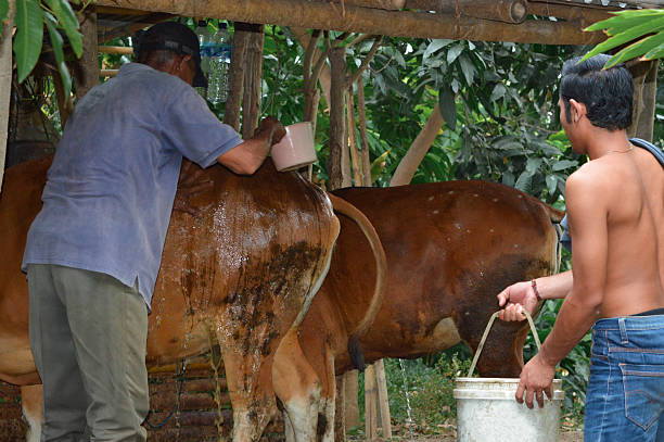 istock Father bathing the largest cow with dipper while son assists 2241217759