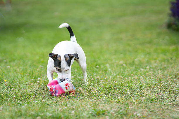 Young smooth-coated Jack Russell Terrier dog playing with a ball. Jack russell terrier puppy running towards camera with a ball.