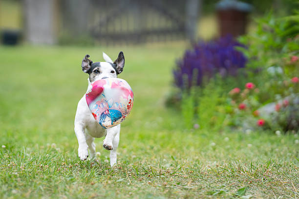 Young smooth-coated Jack Russell Terrier dog playing with a ball. Jack russell terrier puppy running towards camera with a ball.