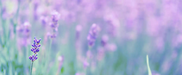 istock Violet fragrant lavender flowers. 2241219389