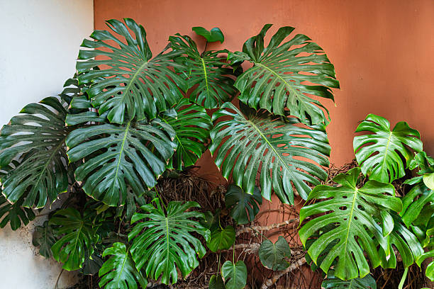 istock Lush Monstera Leaves Against Rustic Orange Wall 2241219678