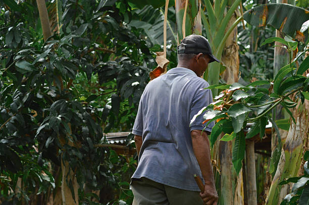 istock Father carrying sickle walking near banana and mango trees 2241224162