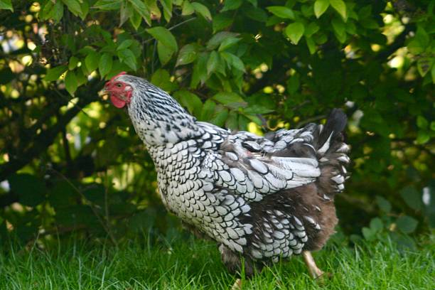 istock A striking Wyandotte hen with black and white patterned plumage walks through lush garden grass, surrounded by greenery and soft shade. The bird’s detailed feathers standing out. 2241225638
