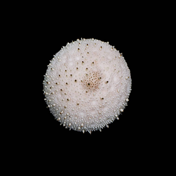 Macro texture of a common puffball mushroom (LYCOPERDON PERLATUM) isolated on black background. The white spiny surface creates an organic, abstract pattern suitable for use as a natural texture or background. Captured in Poland, showing the detailed surface structure of wild forest fungi.