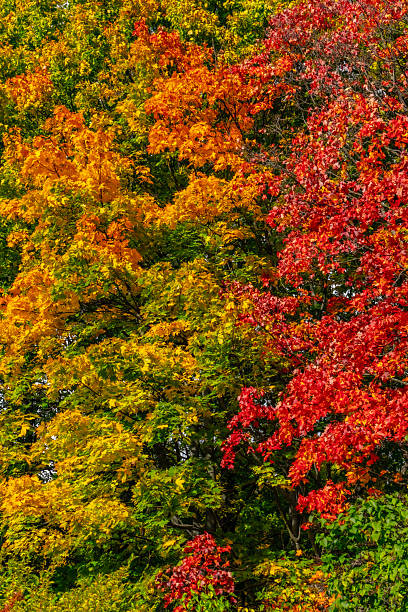 istock Colorful autumn leaves on trees background 2241226210