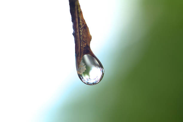 istock Water Droplet Hanging from a Dry Leaf Tip 2241226520