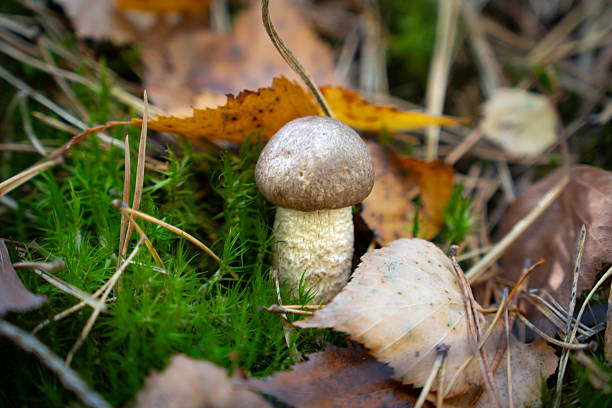Tiny birch bolete (Leccinum scabrum) mushroom sprouting from green moss in forest floor. Natural woodland setting with detailed texture.