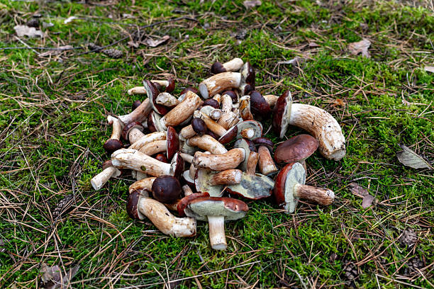 istock Pile of Polish Mushrooms on Moss 2241227945