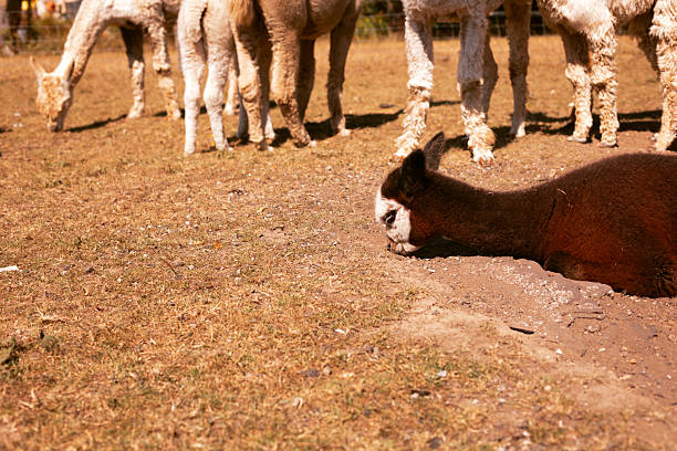 Lama pacos