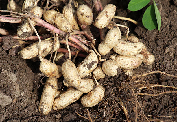 istock Freshly dug peanut bush with fruits 2241228335
