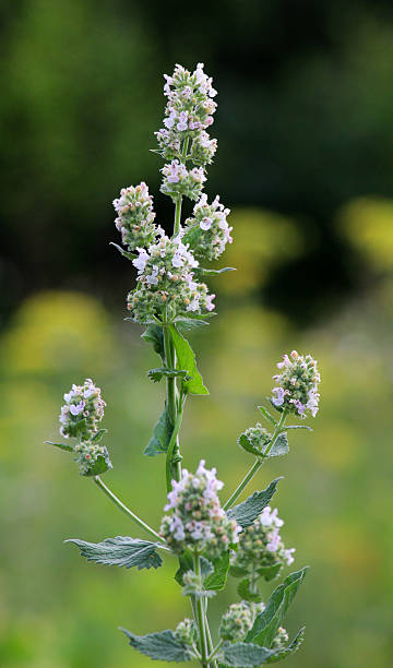 istock Flowering lemon balm (Melissa officinalis) flowers 2241228539