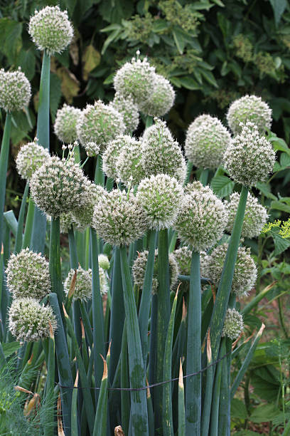 istock Onions, which are grown from seeds, bloom in summer. 2241228597