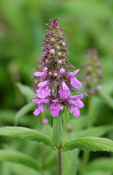 istock Stachys palustris grows among grasses in nature 2241228683
