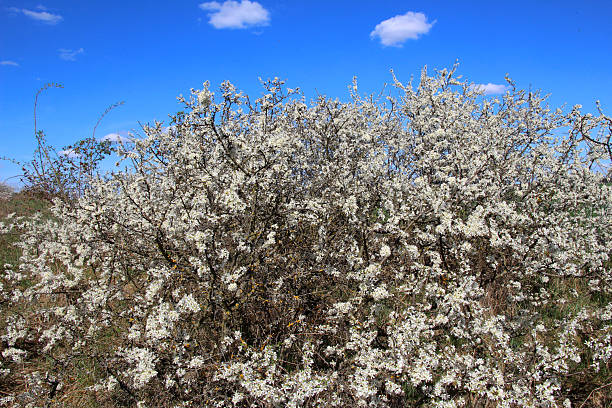 In the spring in the wild the bush of the blackthorn blooms