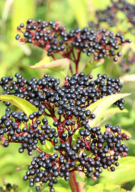 istock Berries ripe on the black grassy elder (Sambucus ebulus) 2241228804
