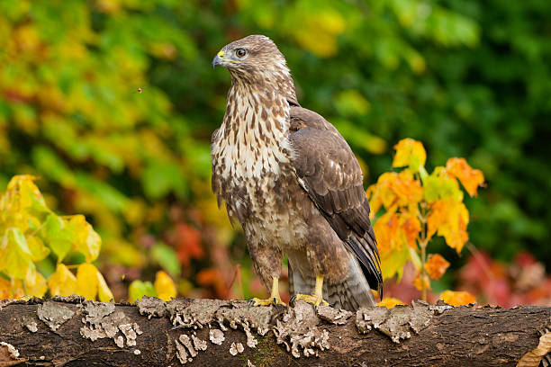 eurasian buzzard in the woods in autumn