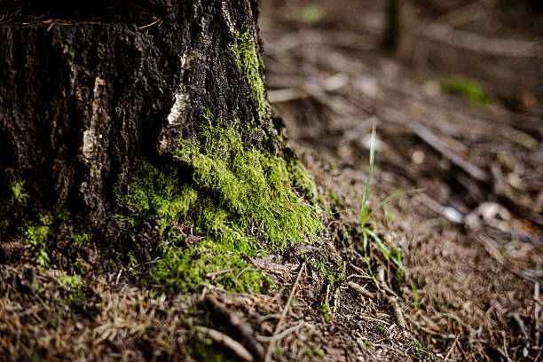 istock Closeup of old tree stump covered with green moss in wild forest. 2241230073