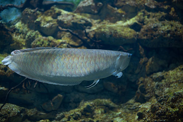 istock Silver arowana in aquarium. Freshwater fish. Lucky fish 2241231792