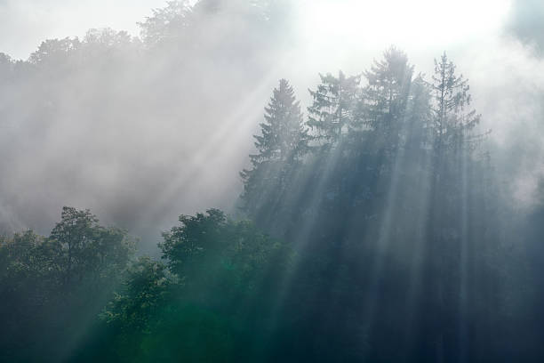 Backlight sunbeams in the fog through tall trees