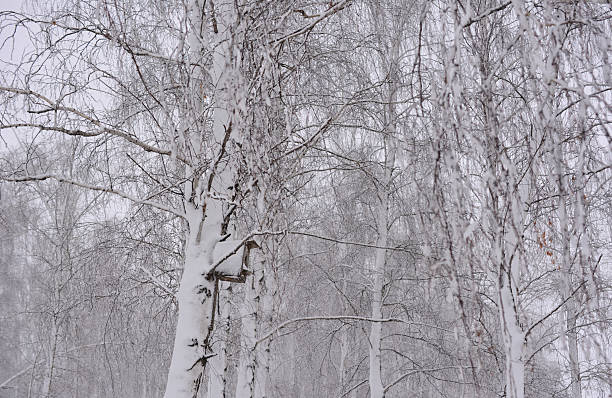 Winter forest in the park on a cloudy day, lomography