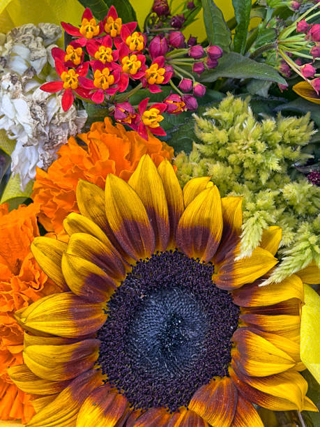 istock Helianthus annuus,sunflower 2241232287