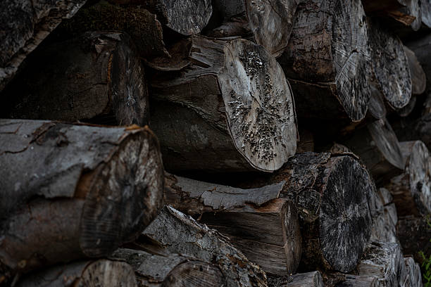 istock Stacked logs ready for winter in a rustic setting surrounded by nature 2241235303