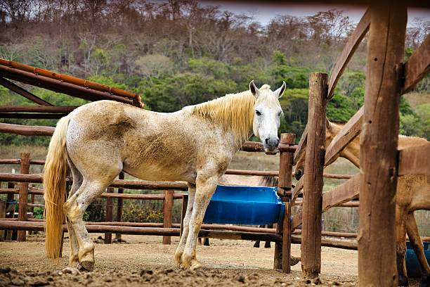 White Horse with Blond Mane Standing in Rural Corral