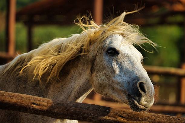 The resting horses