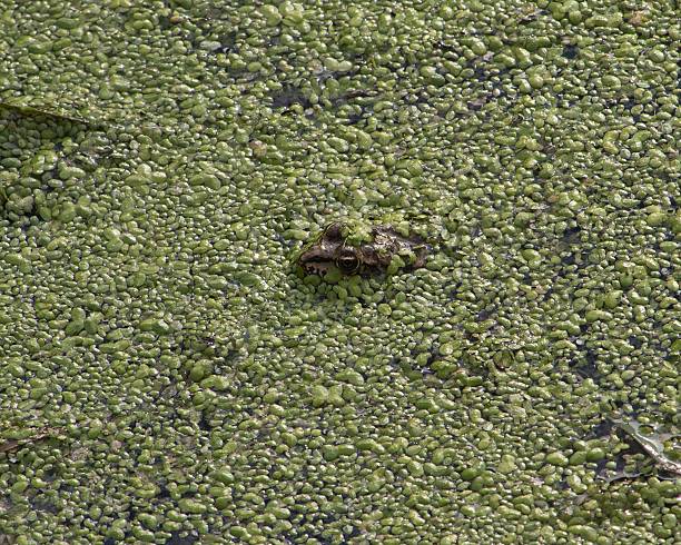 A frog camouflaged among green duckweed in a pond, showcasing nature's clever disguise.