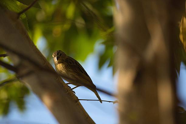 istock Small Brown Bird Perched on a Tree Branch in Natural Light 2241235454