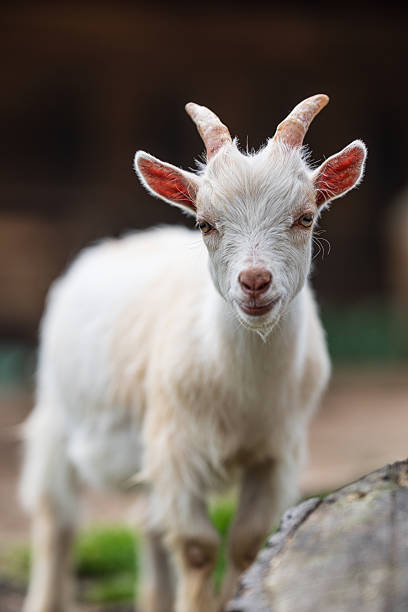 istock Playful young goat making funny facial expression.. 2241235518