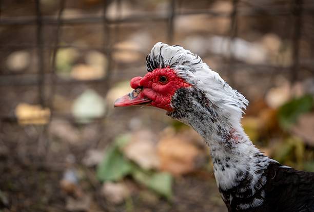 istock Close-up of a Muscovy Duck 2241236175