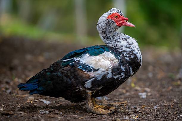istock Muscovy Duck with Vibrant Plumage 2241236196