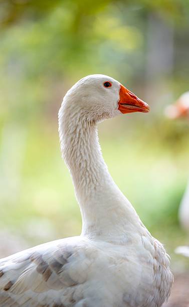 istock White Goose with Orange Beak Close-Up 2241236246