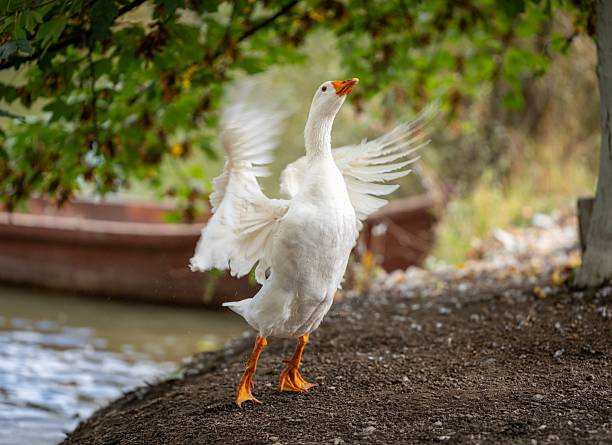 goose, duck