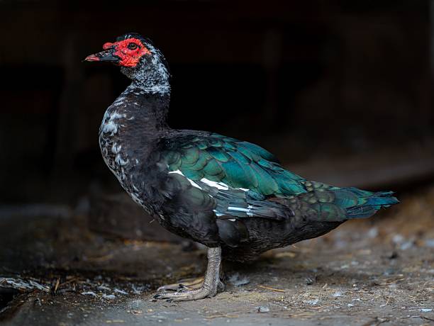 istock Muscovy Duck with Vibrant Plumage 2241236283