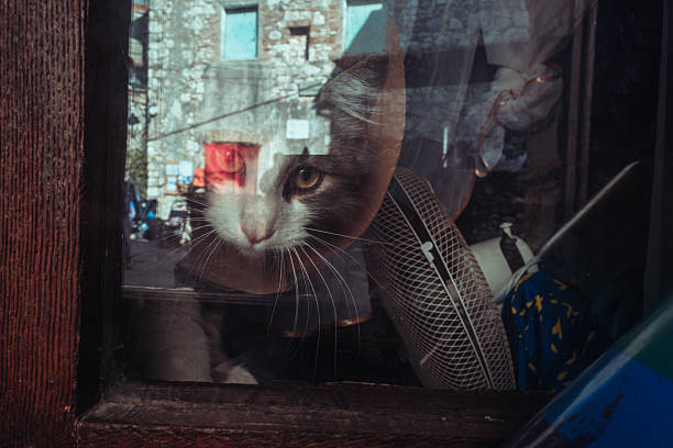 Surreal composition showing a cat behind a window with the reflection of an old stone village and people in the street outside. The layered scene contrasts the intimate scale of domestic life with the broader human environment beyond the glass.