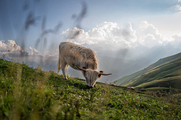 A Highland cow yak grazes peacefully on a steep alpine meadow beneath a glowing mountain sky in the Dolomites. The soft light, rolling hills, and vast horizon evoke a quiet sense of scope and scale.