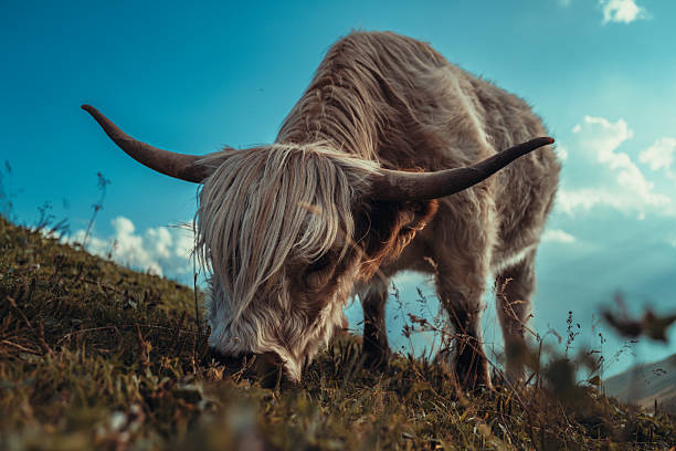 brown cow horn, animal themes