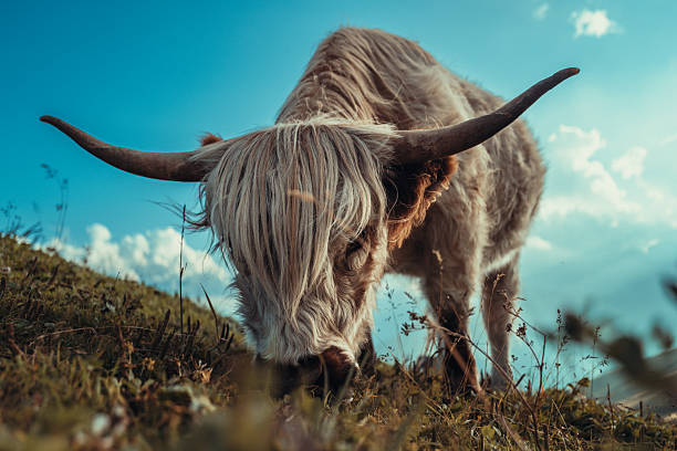 A Highland cow yak grazes peacefully on a steep alpine meadow beneath a glowing mountain sky in the Dolomites. The soft light, rolling hills, and vast horizon evoke a quiet sense of scope and scale.